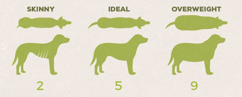 How Much Should I Feed My Dog Is My Dog Overweight
